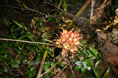 Alpinia fax